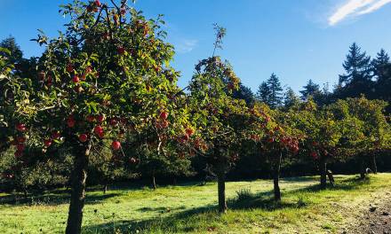 Tess van Straaten: Falling in Love with Cowichan