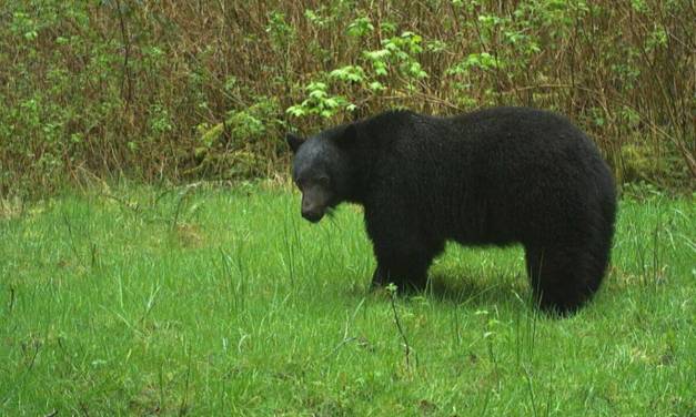 QUIZ: A celebration of bears